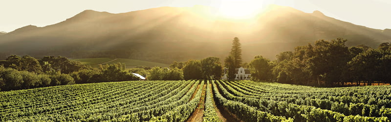 Read more about the article 5 Things to do in Constantia Valley