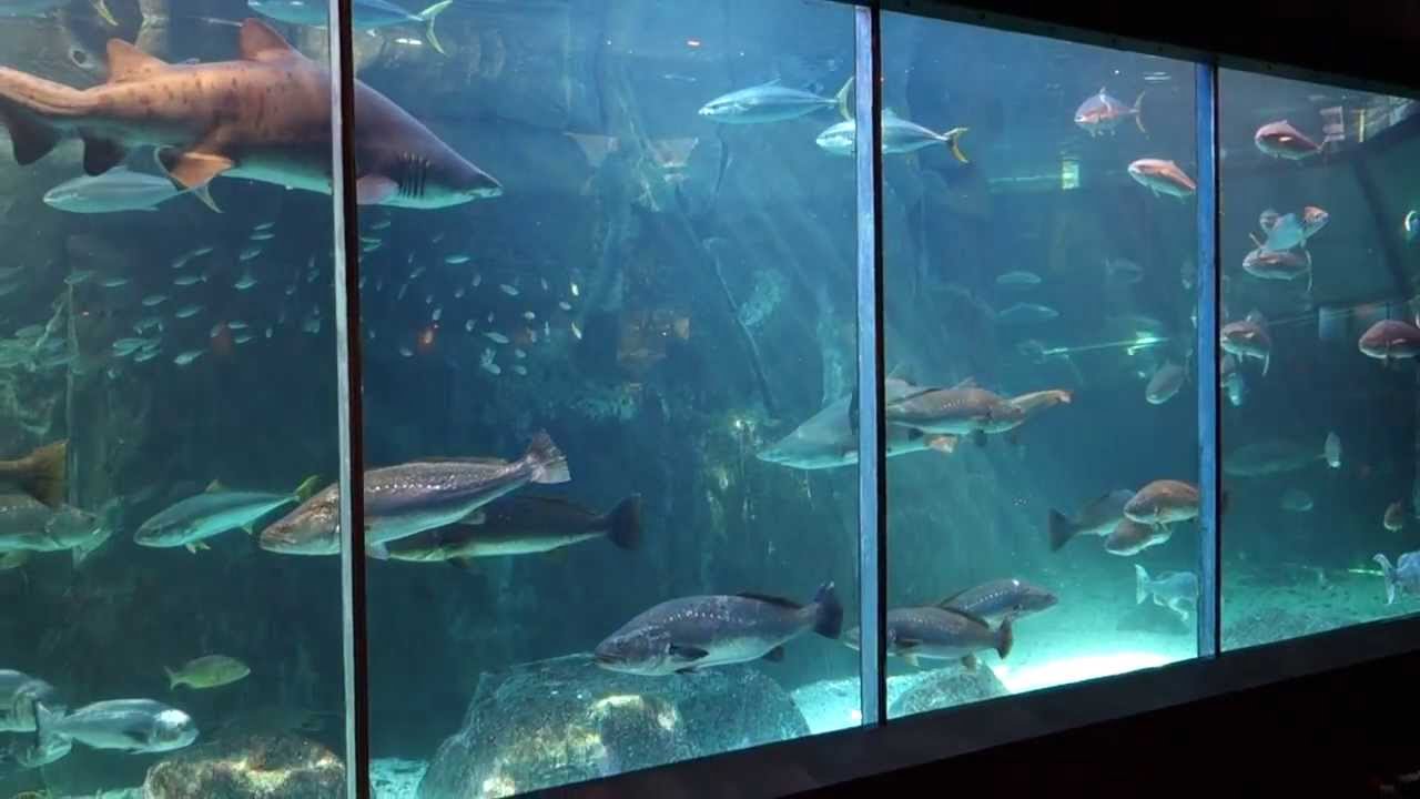 Read more about the article Discover an Underwater World at the Two Oceans Aquarium