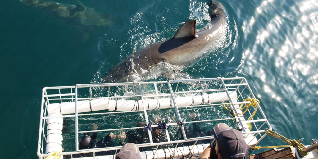 Cape Town Day Tours - Shark Cage Diving
