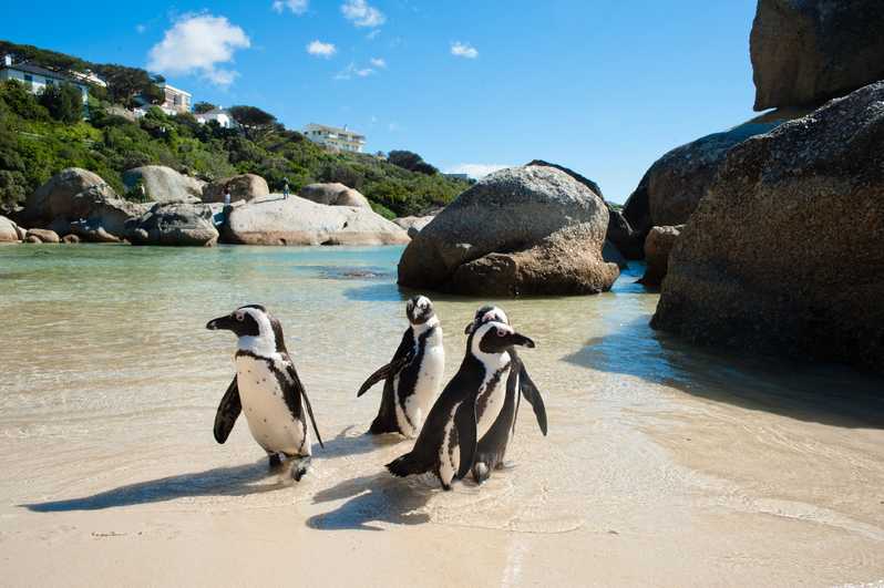 Cape Peninsula Tour - Cape Town Day Tours 
