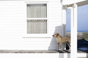 Dog-at-Pearl-Bay-Beach-house