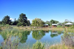 Pond - Estate - The Meadows