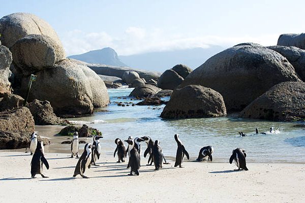 African penguins at Boulder's Beach near Cape Town